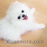 chiots Spitz Nain pure race a donner