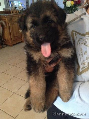 chiots berger allemand Poil Long