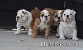 Adorables chiots bulldog anglais lof 