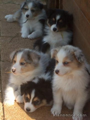 Magnifiques chiots berger australien lof 