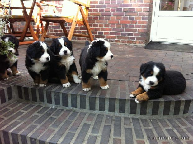 chiots Bouviers Bernois a donner