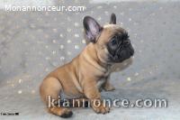  Chiot type Bouledogue français Femelle à donner