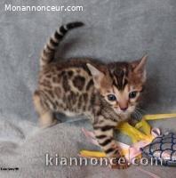 Chaton Bengal 1 FEMELLE MARBLE DISPONIBLE A DONNER