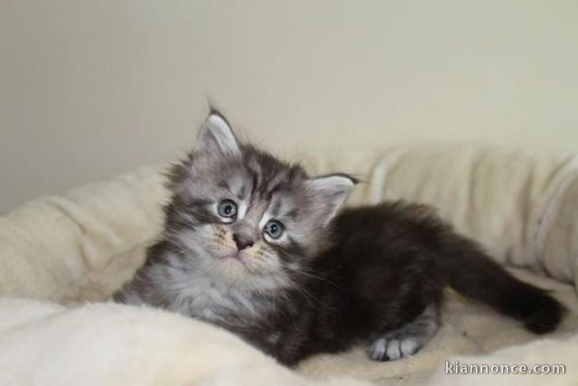 Adorable chaton Maine coon dispognible.