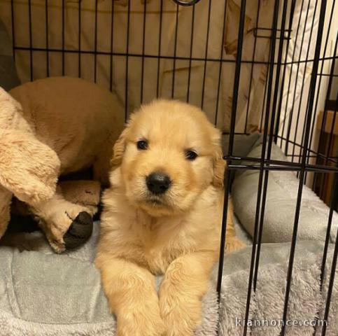 Don de chiots golden retriever trois mois