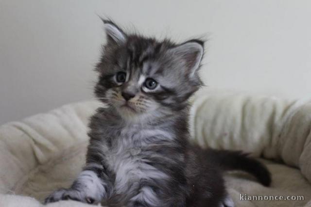 Adorable chaton Maine coon dispognible.