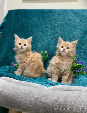 Adorable chaton Maine coon dispognible.