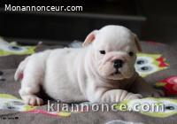 Petite Chiot Bulldog Anglais femelle à donner