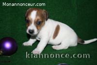  Chiot type Jack Russel à donner