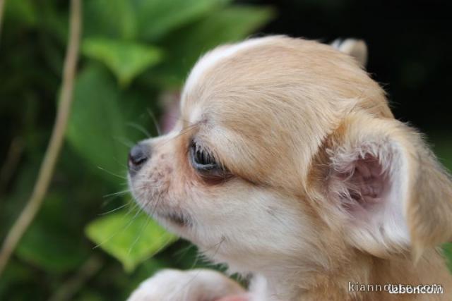  Superbes Chiots Chihuahua Pure Race Poils courts