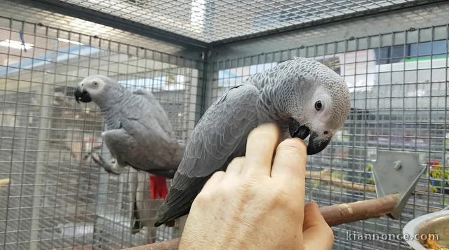  A donner contre bons soins perroquet gris du Gabon