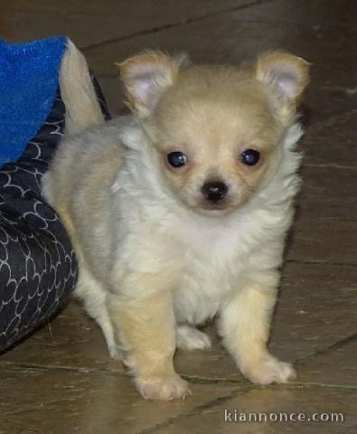 Je donnes chiot chihuahua femelle blanc chocolat