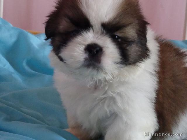 Je donne chiot Shih Tzu femelle inscrit au lof