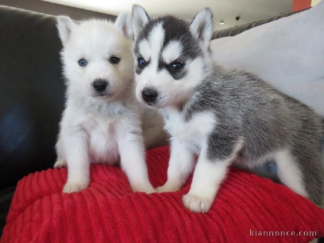 Chots husky sibérien femelle et mâle a donner