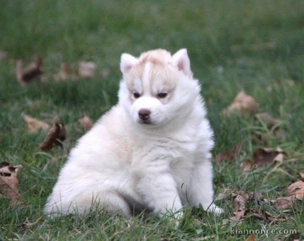 Merveilleux chiots husky siberien pour adoption