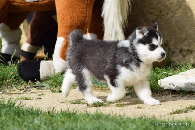 Chiots husky sibérien femelle a l\