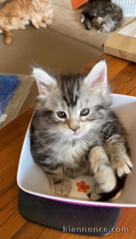 Adorable chaton Maine coon disponible. 