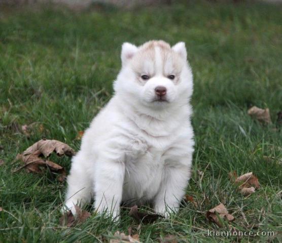 A donner magnifique chiot husky siberian femelle âgée de 3 mois 