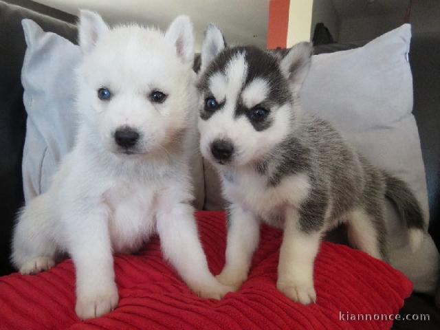 A donné chiot husky sibérian femelle