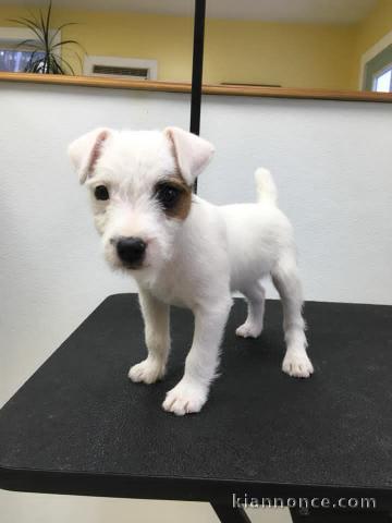 JE DONNE gratuitement mes adorables chiots Jack Russell Terrier