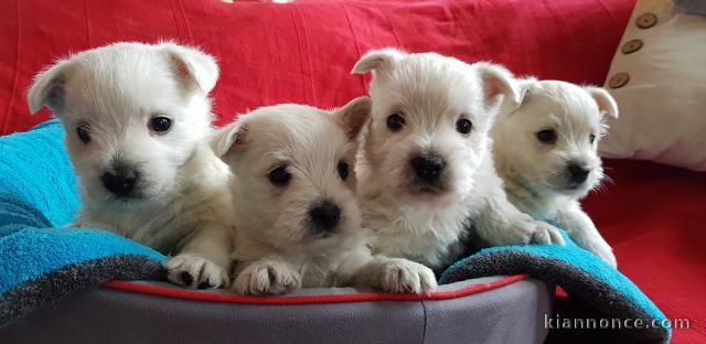 Chiots Westie à donner