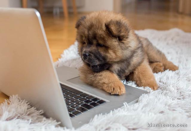 Sublime Chiots Chow Chow a donner