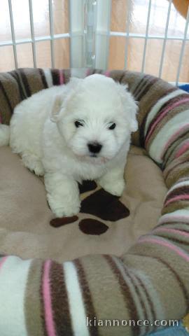 Chiots Coton de Tuléar à donner pour adoption.