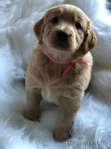 A DONNER chiots Golden Retriever