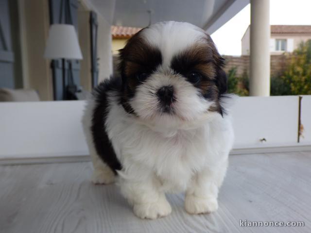 A ADOPTER bébés Shih Tzu de 3 mois.