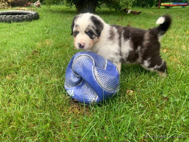 CHIOTS BERGER AUSTRALIEN DISPO DE SUITE