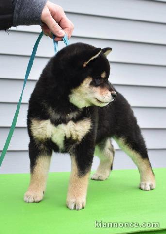 Mignons chiots Shiba Inu à donner