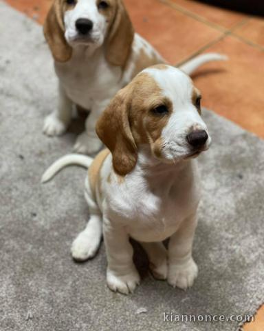 Mignons bébés Beagle à adopter