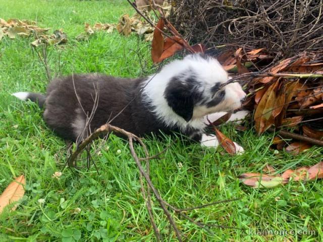 CHIOTS BERGER AUSTRALIEN DISPO DE SUITE