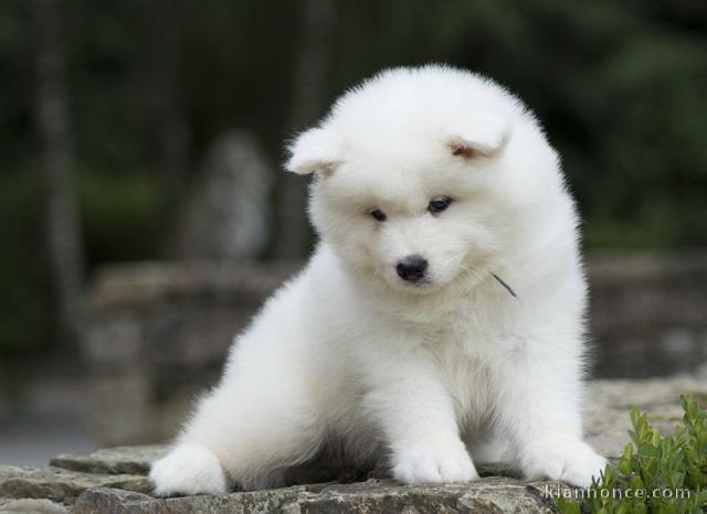 Chiots samoyede  a donner