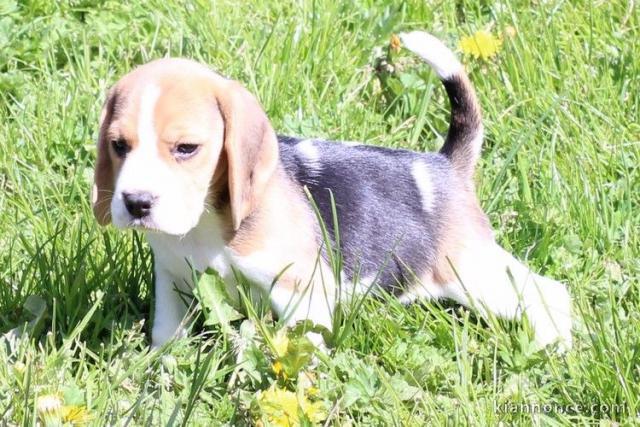 chiot Beagle inscrit au CKC a donner