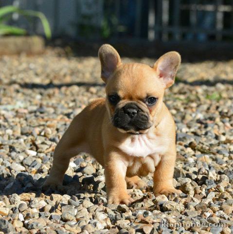 A donné magnifique chiot bouledogue français