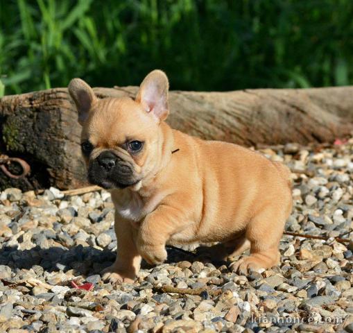 A donné magnifique chiot bouledogue français