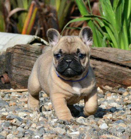 A donner beau chiot bouledogue français