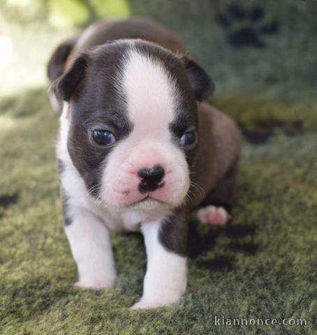 Donne chienne Boston Terrier