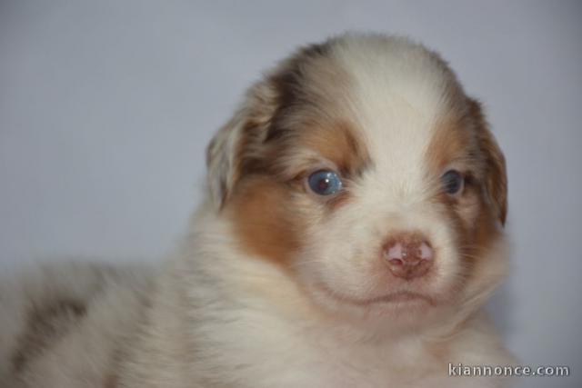 chiot berger australien  a donner