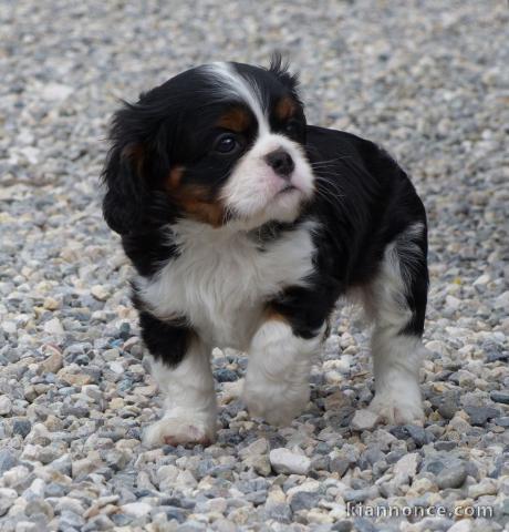 Chiot bouvier bernois  non lof cadeau 