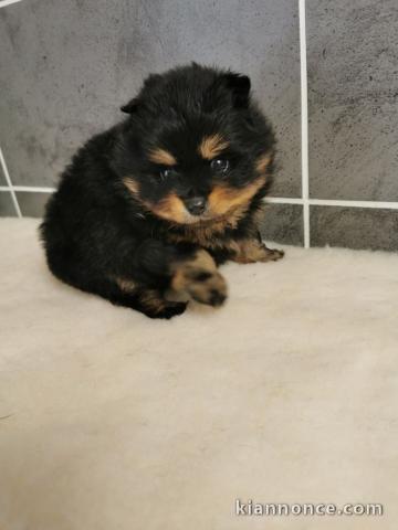 Chiot  SPITZ, 3 mois, mâle charmant a donner