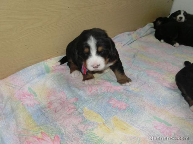 Chiot Bouvier autralien non lof 