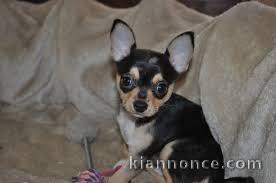 adorable chiot chihuhua