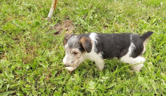 chiot fox terrier a donner