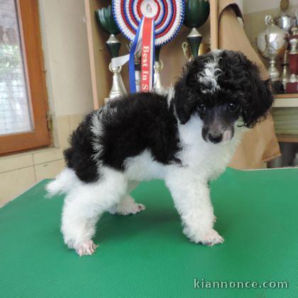 chiots Caniche  a donner