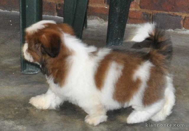 chiot Shih Tzu femelle et mâle a donner