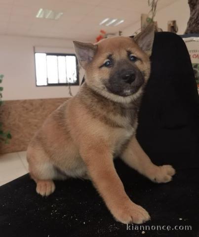 Adorables chiots Shiba a donner