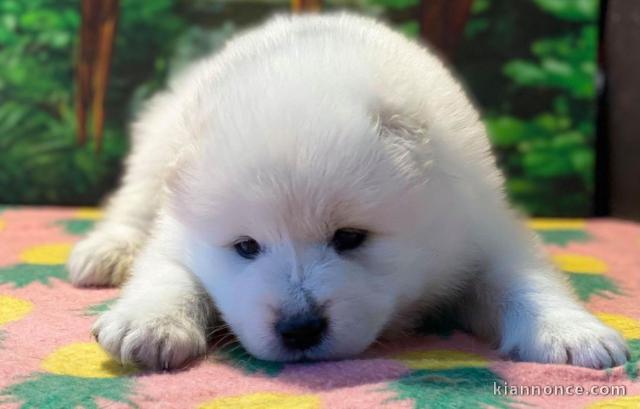 Chiots samoyede pedigré a donner