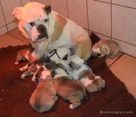 Chiots Bulldog Anglais Disponibles